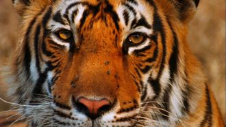 Episode 10 Broken Tail: A Tiger's Last Journey