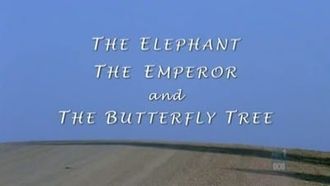 Episode 14 The Elephant, The Emperor and Butterfly Tree