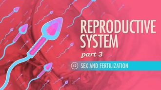 Episode 42 Reproductive System Part 3: Sex and Fertilization
