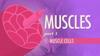 Episode 21 Muscles Part 1: Muscle Cells