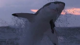 Episode 1 Air Jaws: Sharks of South Africa