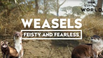 Episode 4 Weasels: Feisty and Fearless