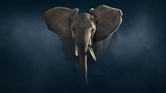 Episode 2 Elephant