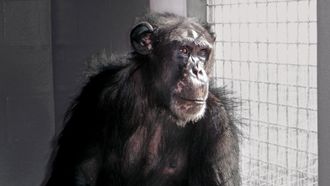 Episode 1 Chimpanzees: An Unnatural History