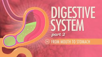 Episode 34 Digestive System Part 2: From Mouth to Stomach