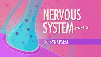 Episode 10 Nervous System Part 3: Synapses!