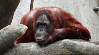 Episode 5 Orangutans: Just Hangin' On