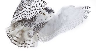 Episode 2 Magic of the Snowy Owl