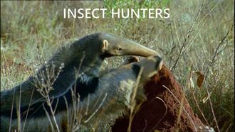 Episode 2 Insect Hunters