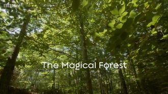Episode 3 The Magical Forest
