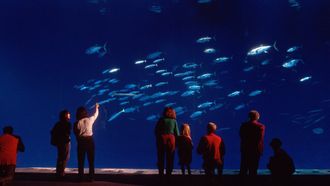 Episode 6 Ocean in Glass: Behind the Scenes of the Monterey Bay Aquarium