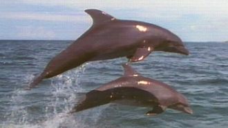 Episode 20 Dolphins: Close Encounters