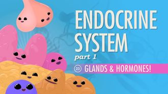 Episode 23 Endocrine System Part 1: Glands & Hormones!
