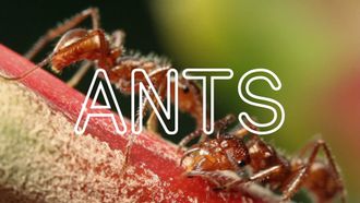 Episode 1 ANTS!