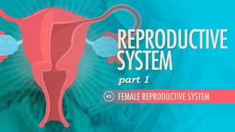 Episode 40 Reproductive System Part 1: Female Reproductive System