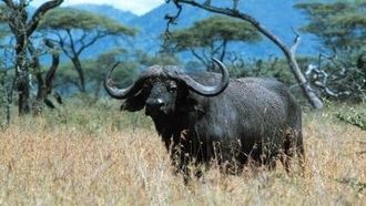 Episode 18 Buffalo: The African Boss