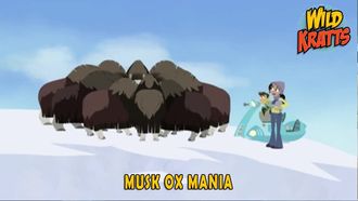Episode 24 Musk Ox Mania