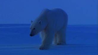 Episode 16 Bears of the Last Frontier: Arctic Wanderers