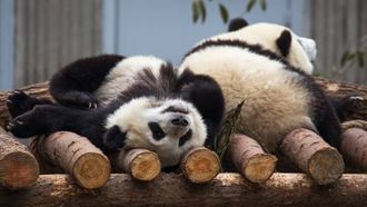 Episode 3 China's Pandas