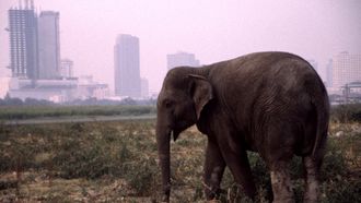 Episode 4 The Urban Elephant