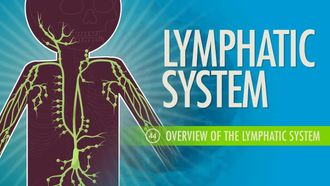 Episode 44 Lymphatic System: Overview of the Lymphatic System
