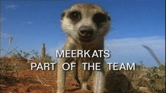 Episode 1 Meerkats: Part of the Team