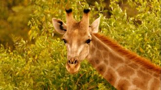 Episode 3 Giraffes: Africa's Gentle Giants