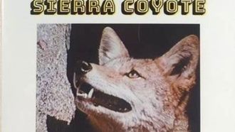 Episode 16 Carlo, the Sierra Coyote