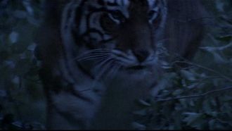 Episode 9 A Tiger Stalks New Jersey
