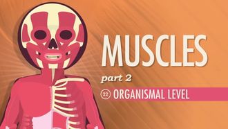 Episode 22 Muscles Part 2: Organismal Level