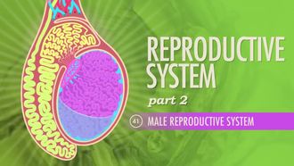 Episode 41 Reproductive System Part 2: Male Reproductive System