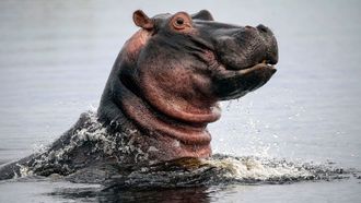 Episode 2 Hippos: Africa's River Giants