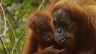 Episode 11 The Last Orangutan Eden