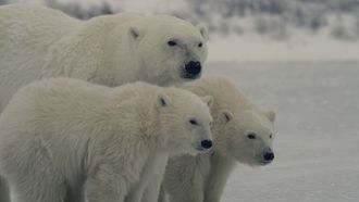 Episode 6 Polar Bear Winter
