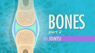 Episode 20 Bones Part 2: Joints!