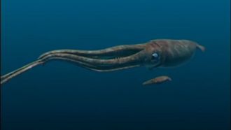 Episode 3 Giant Squid Found