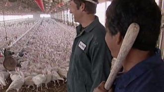 Episode 4 Turkey Farmer