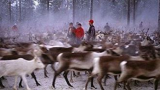 Episode 8 On the Path of the Reindeer
