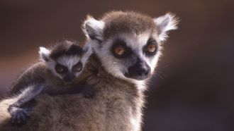 Episode 8 A Lemur's Tale