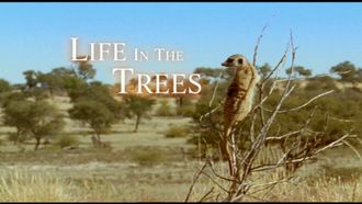Episode 8 Life in the Trees