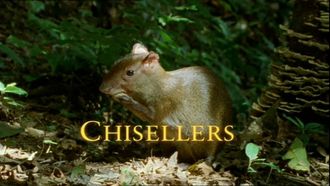 Episode 4 Chisellers