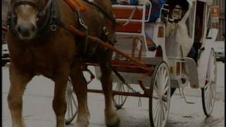 Episode 5 Horse-drawn Carriages, Artificial Eyes, Dog and Cat Food, Mirrors