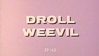 Episode 143 Droll Weevil