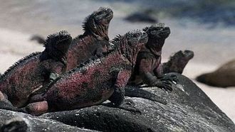 Episode 10 The Dragons of Galapagos
