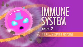 Episode 47 Immune System Part 3: The Cell-Mediated Response