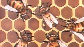 Episode 6 The Life Cycle of the Honeybee