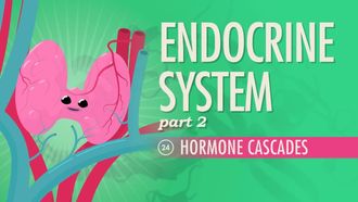 Episode 24 Endocrine System Part 2: Hormone Cascades