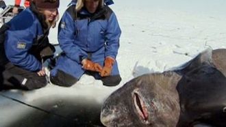 Episode 18 Greenland Shark Quest