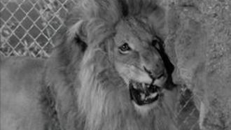 Episode 7 Wilbur in the Lion's Den