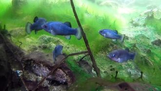 Episode 18 The Pupfish of Death Valley